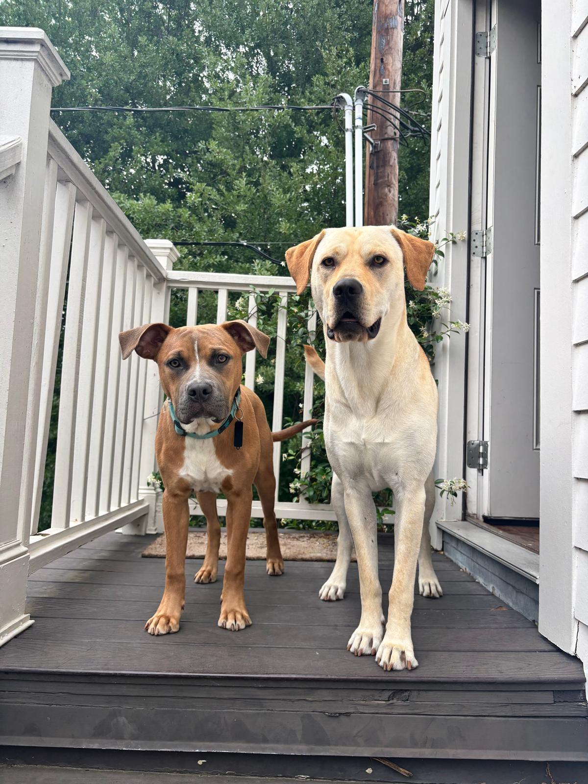 Enlarge Rico GDP, a Adoptable Pit Bull Terrier in Dallas, TX image 3/3