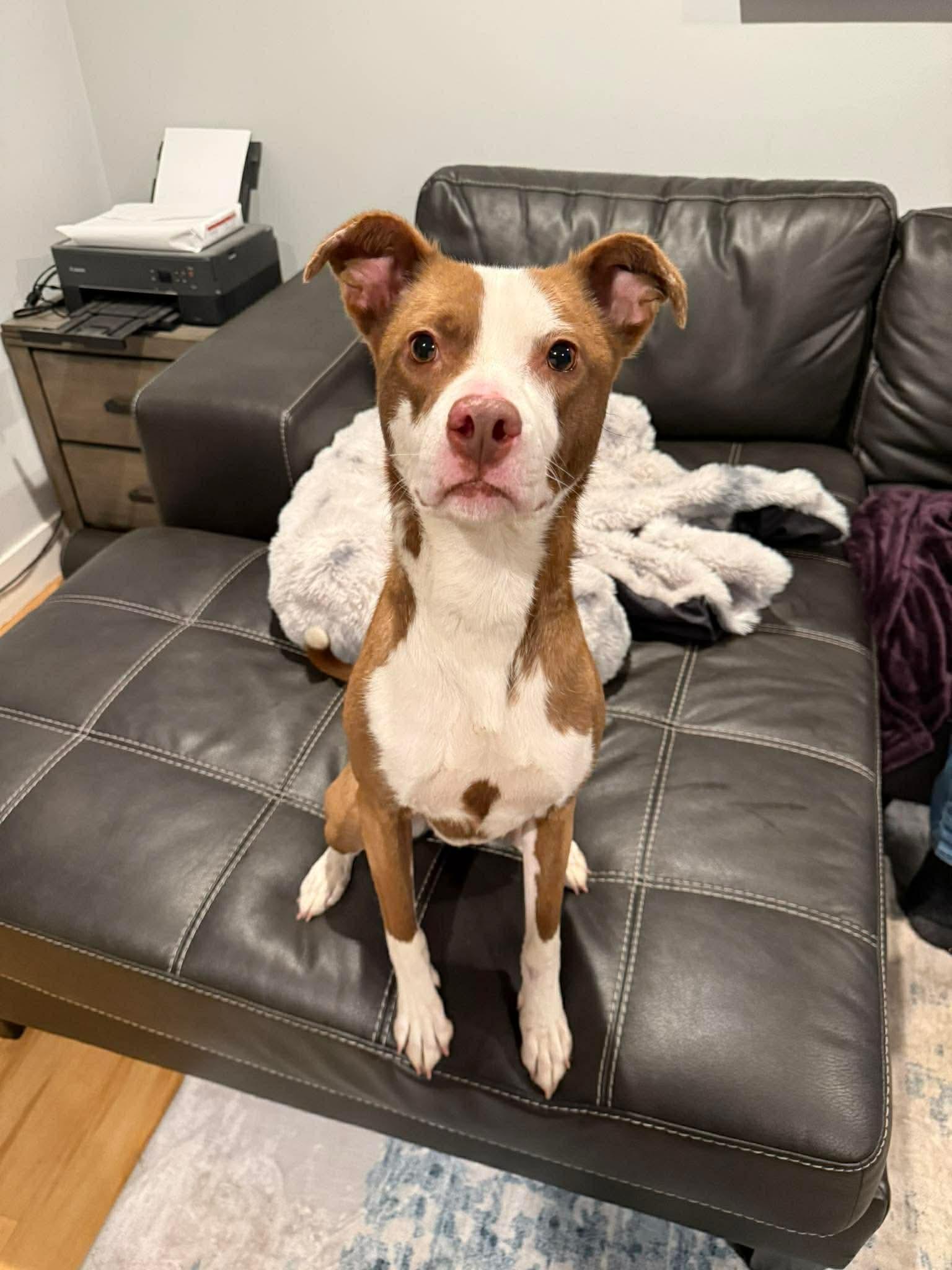Enlarge Nellie, a Adoptable mixed breed in Duluth, MN image 1/3