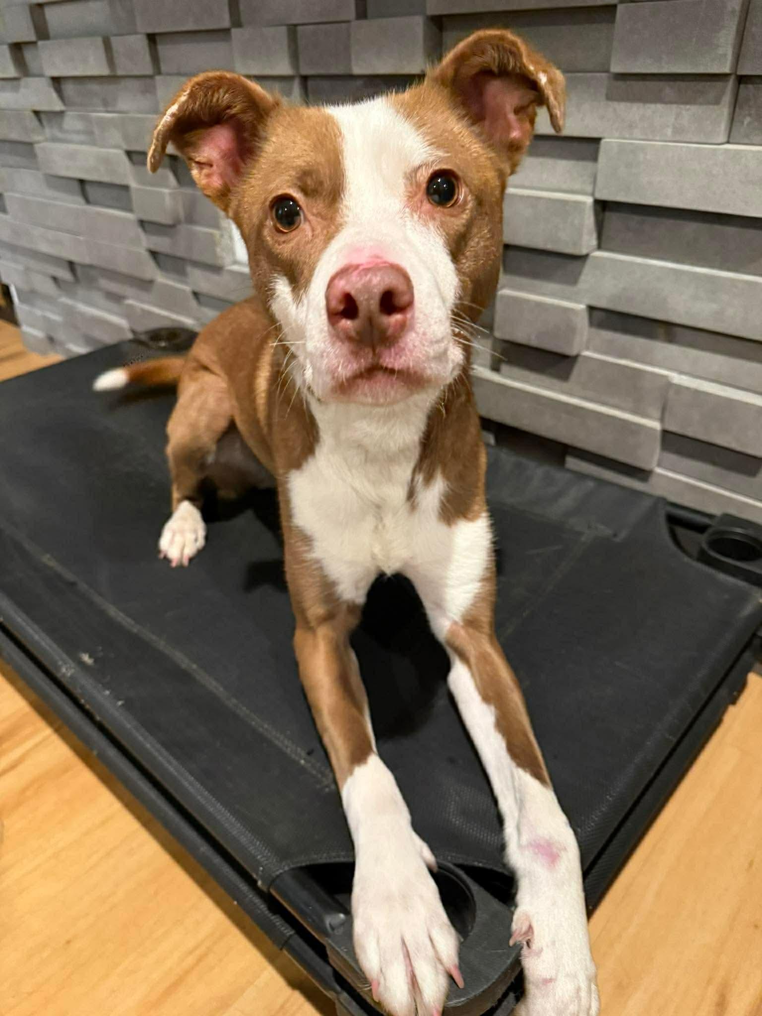 Enlarge Nellie, a Adoptable mixed breed in Duluth, MN image 2/3