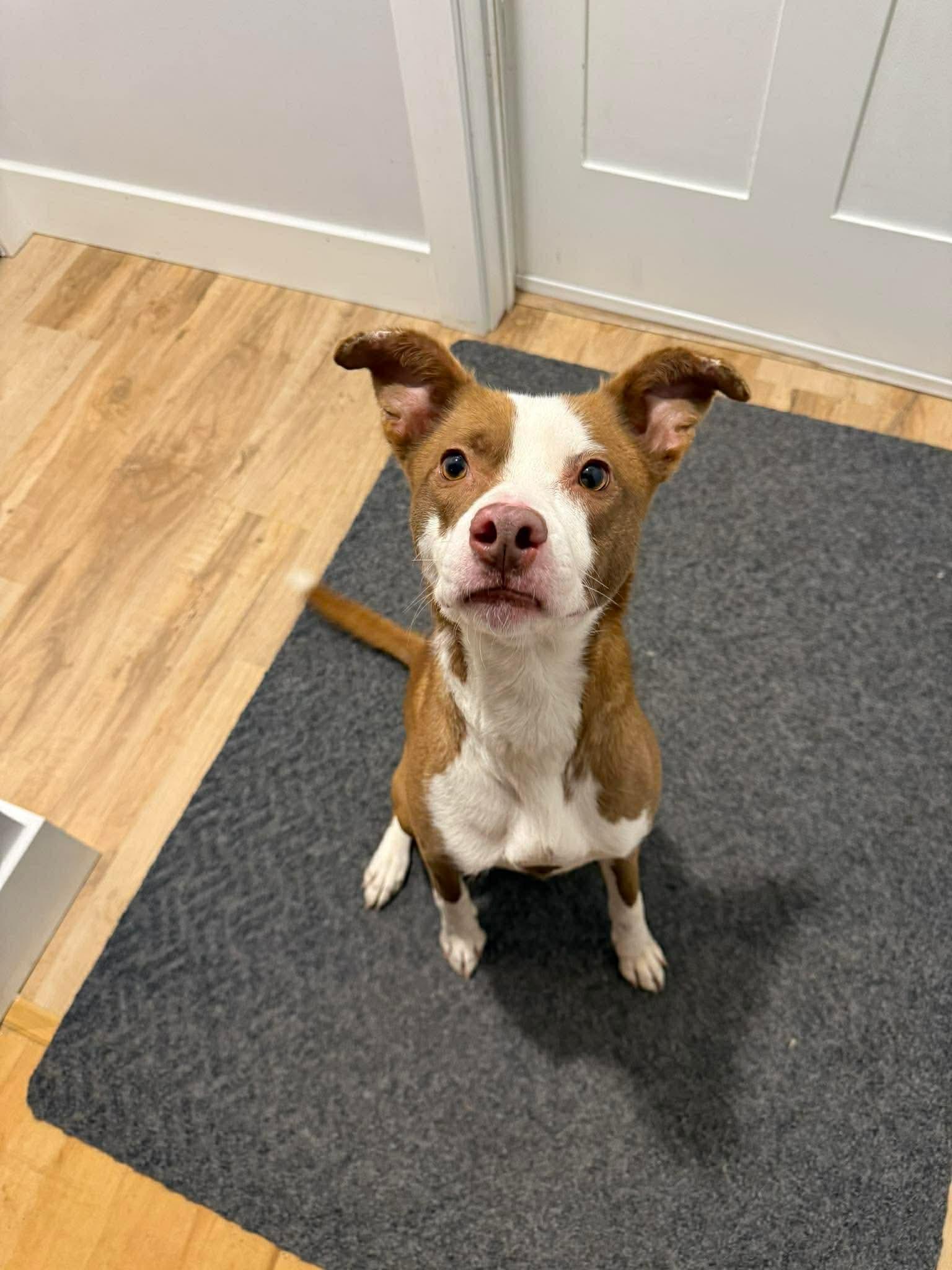 Enlarge Nellie, a Adoptable mixed breed in Duluth, MN image 3/3