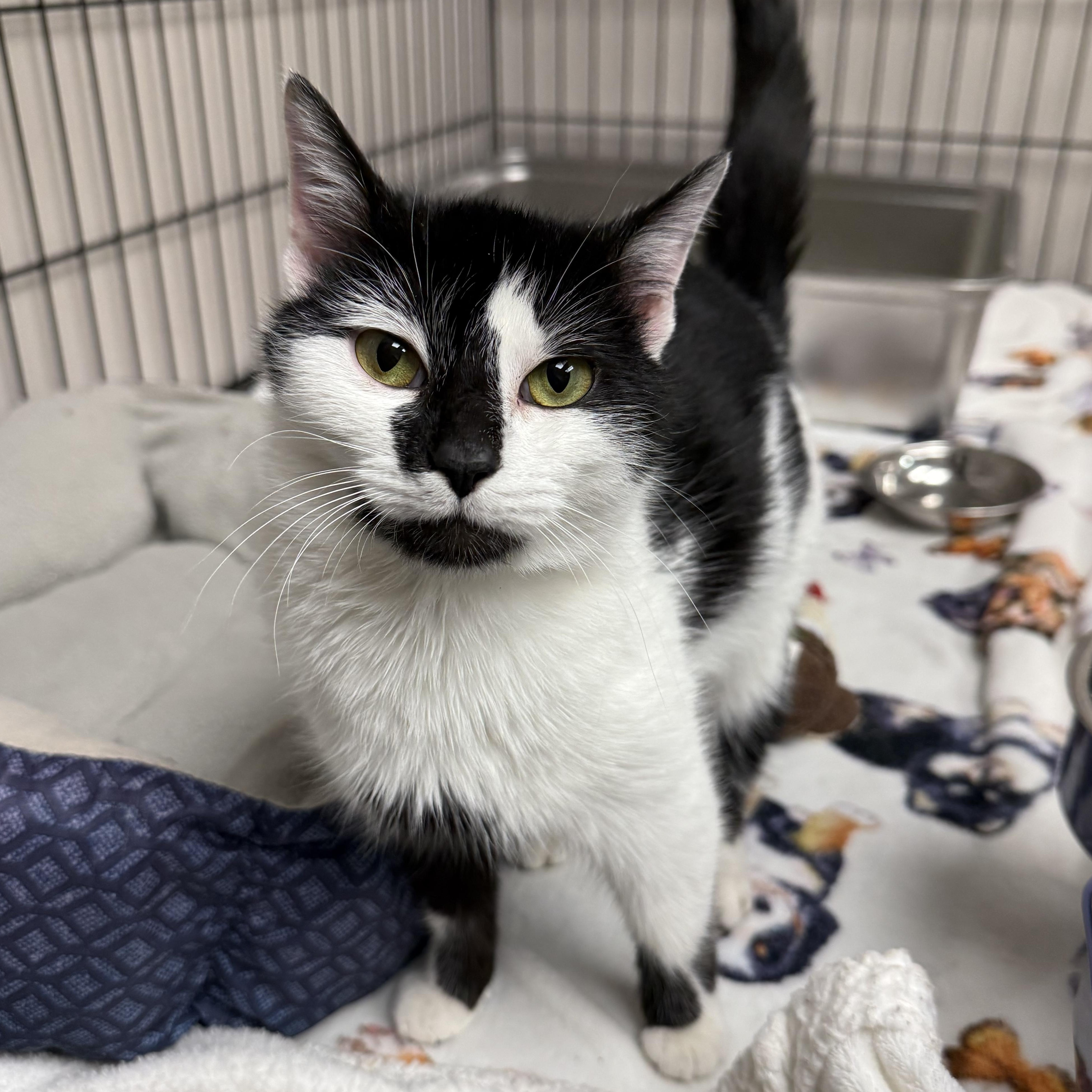 Chickie, Adoptable, Adult Female Domestic Short Hair.