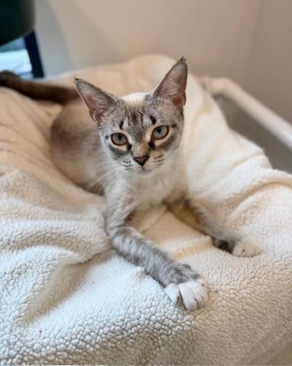 Enlarge Purrcilla, a Adoptable mixed breed in Saint Petersburg, FL image 1/1