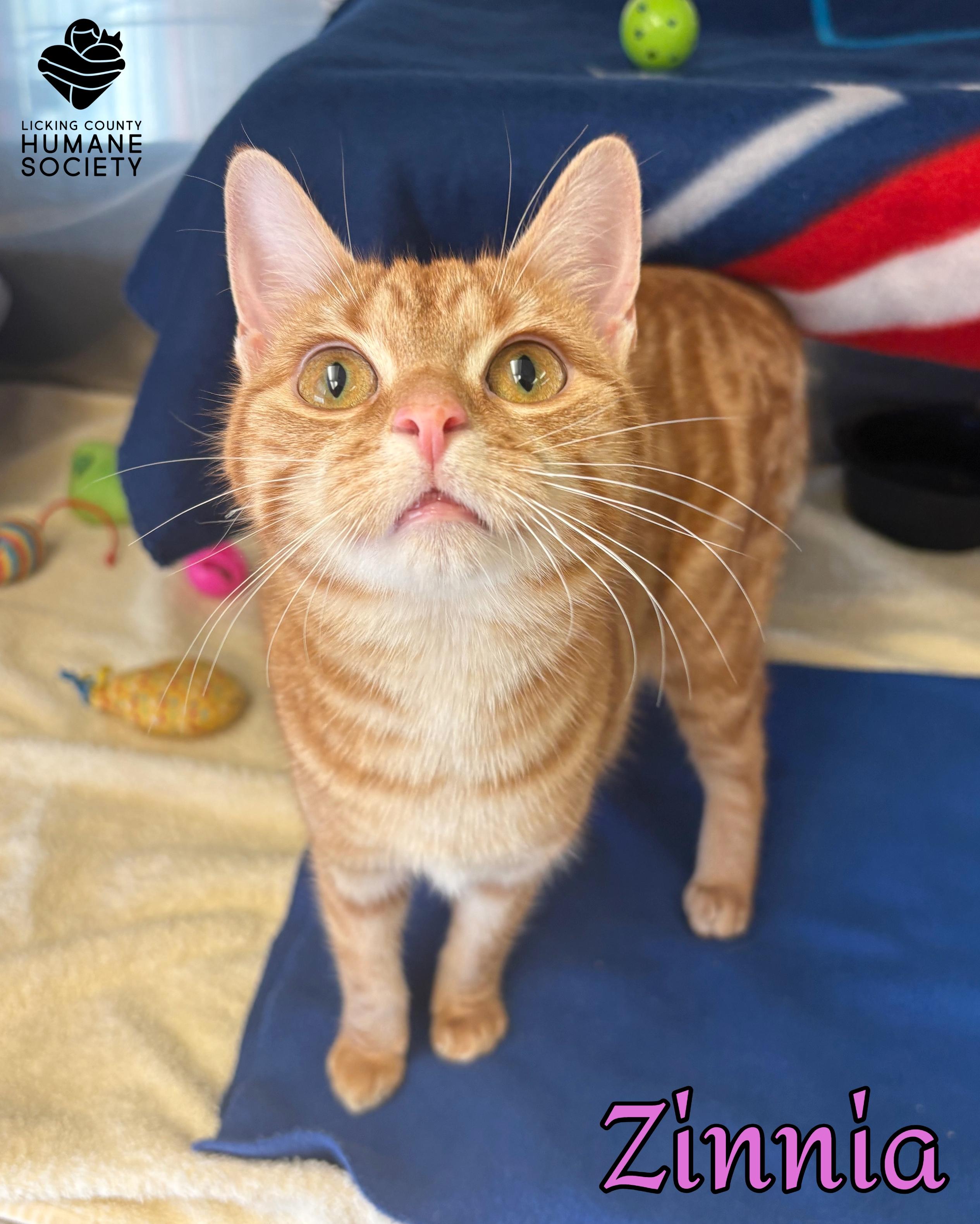 Zinnia, ADOPTABLE, Young Female Domestic Short Hair.