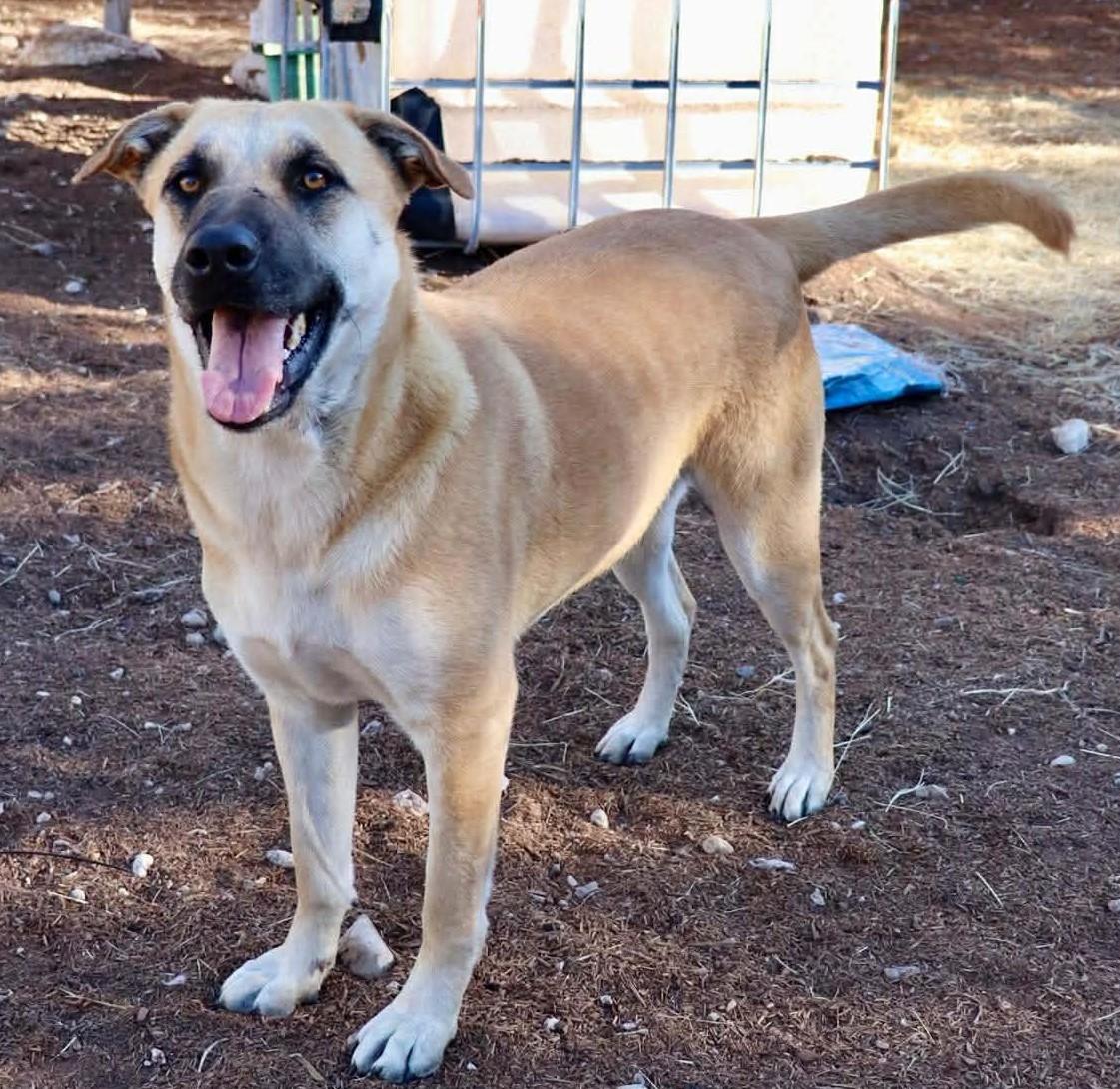 Enlarge HollyBerry, a Adoptable mixed breed in East Hartford, CT image 4/5