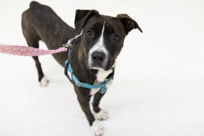 Turkey, Adoptable, Adult Female Pit Bull Terrier & Mixed Breed.