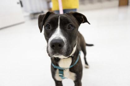 Turkey, Adoptable, Adult Female Pit Bull Terrier & Mixed Breed.