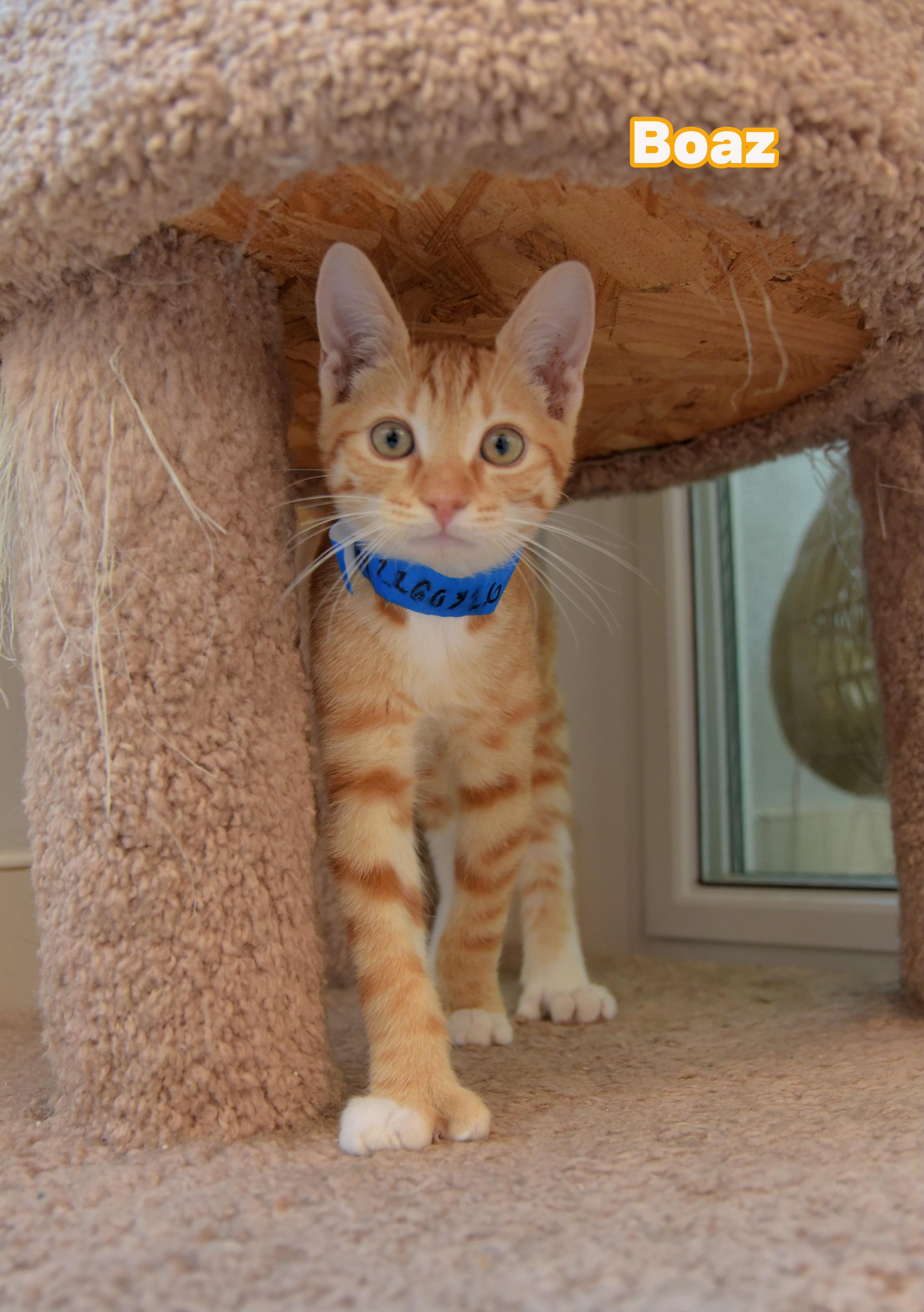 Enlarge Boaz, a ADOPTABLE Domestic Short Hair in Van Nuys, CA image 1/1