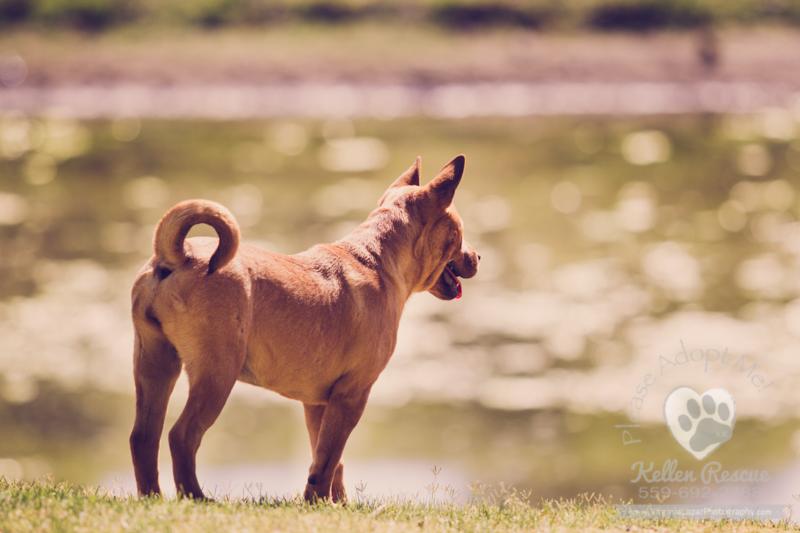Sharpei mix sisters photo 2