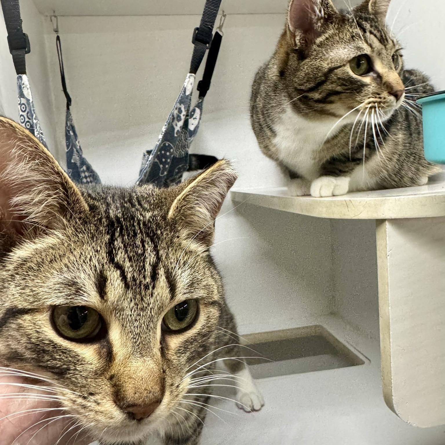 Enlarge Stark & Rebel, a ADOPTABLE American Shorthair in Alexandria, IN image 1/6