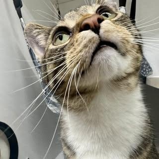 Enlarge Stark & Rebel, a ADOPTABLE American Shorthair in Alexandria, IN image 2/6