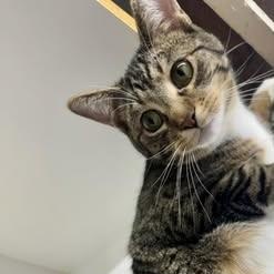 Enlarge Stark & Rebel, a ADOPTABLE American Shorthair in Alexandria, IN image 4/6