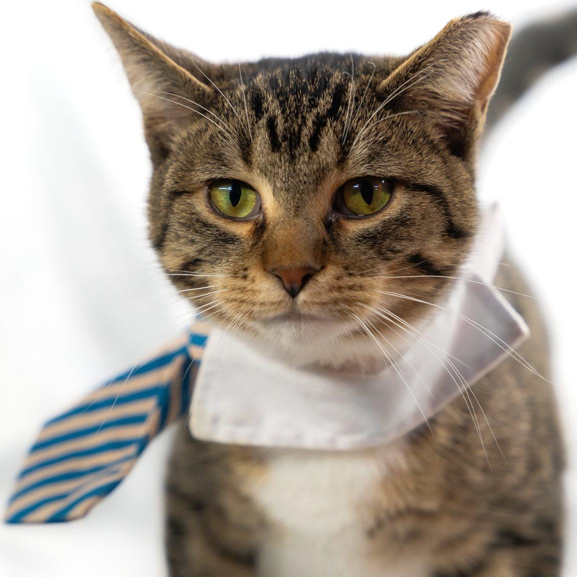 Enlarge Stark & Rebel, a ADOPTABLE American Shorthair in Alexandria, IN image 6/6