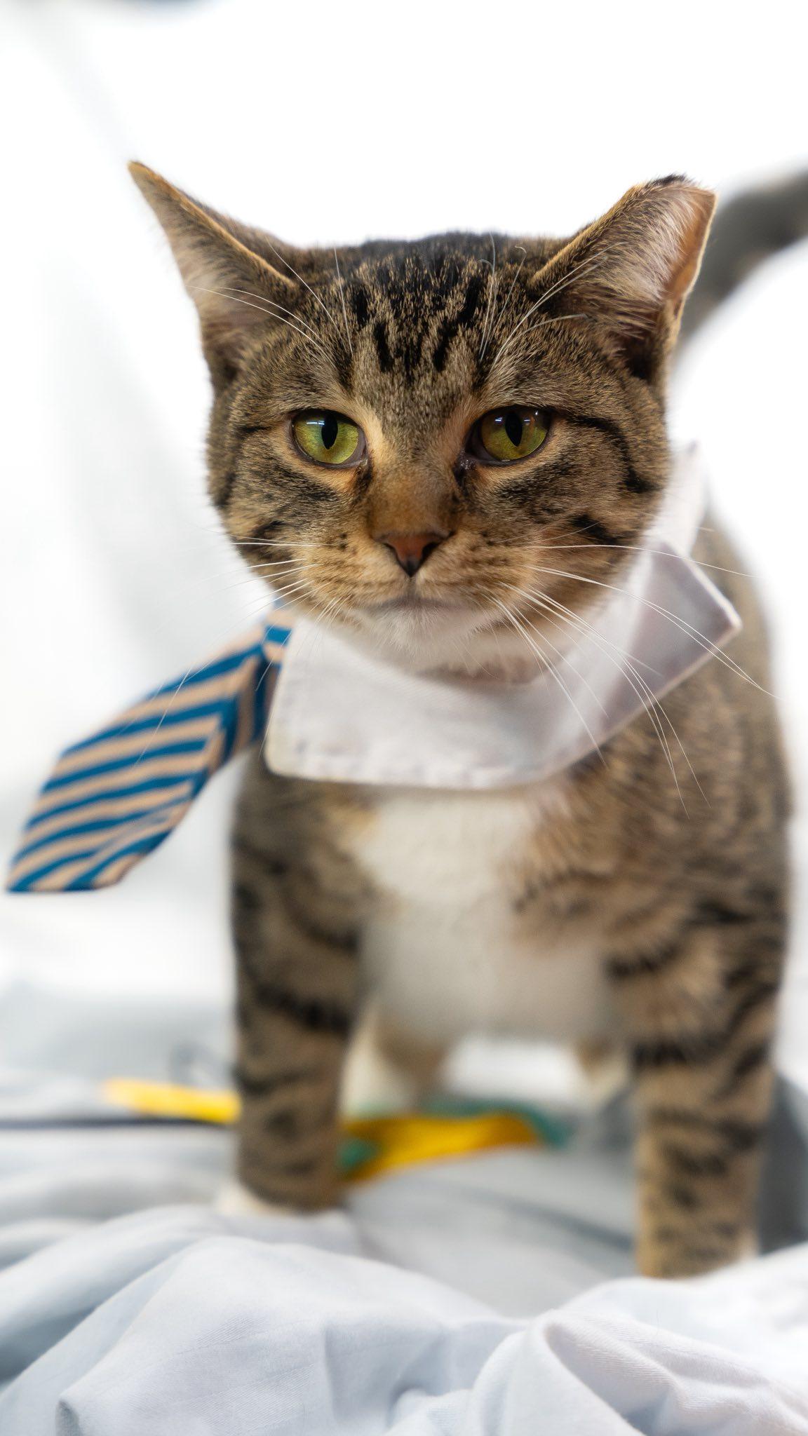 Enlarge Rebel, a ADOPTABLE American Shorthair in Alexandria, IN image 1/1