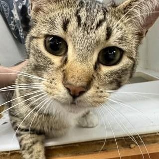 Enlarge Stark & Rebel, a ADOPTABLE American Shorthair in Alexandria, IN image 3/6