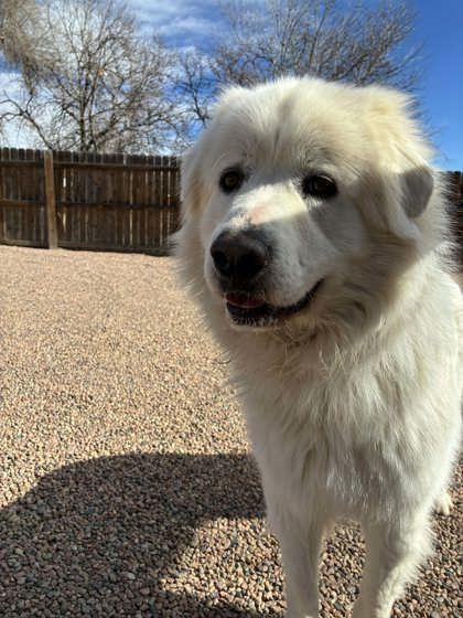 Enlarge Macaroon Mac, an adopted Great Pyrenees in Canon City, CO image 1/2