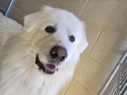 Macaroon Mac, ADOPTABLE, Adult Male Great Pyrenees.