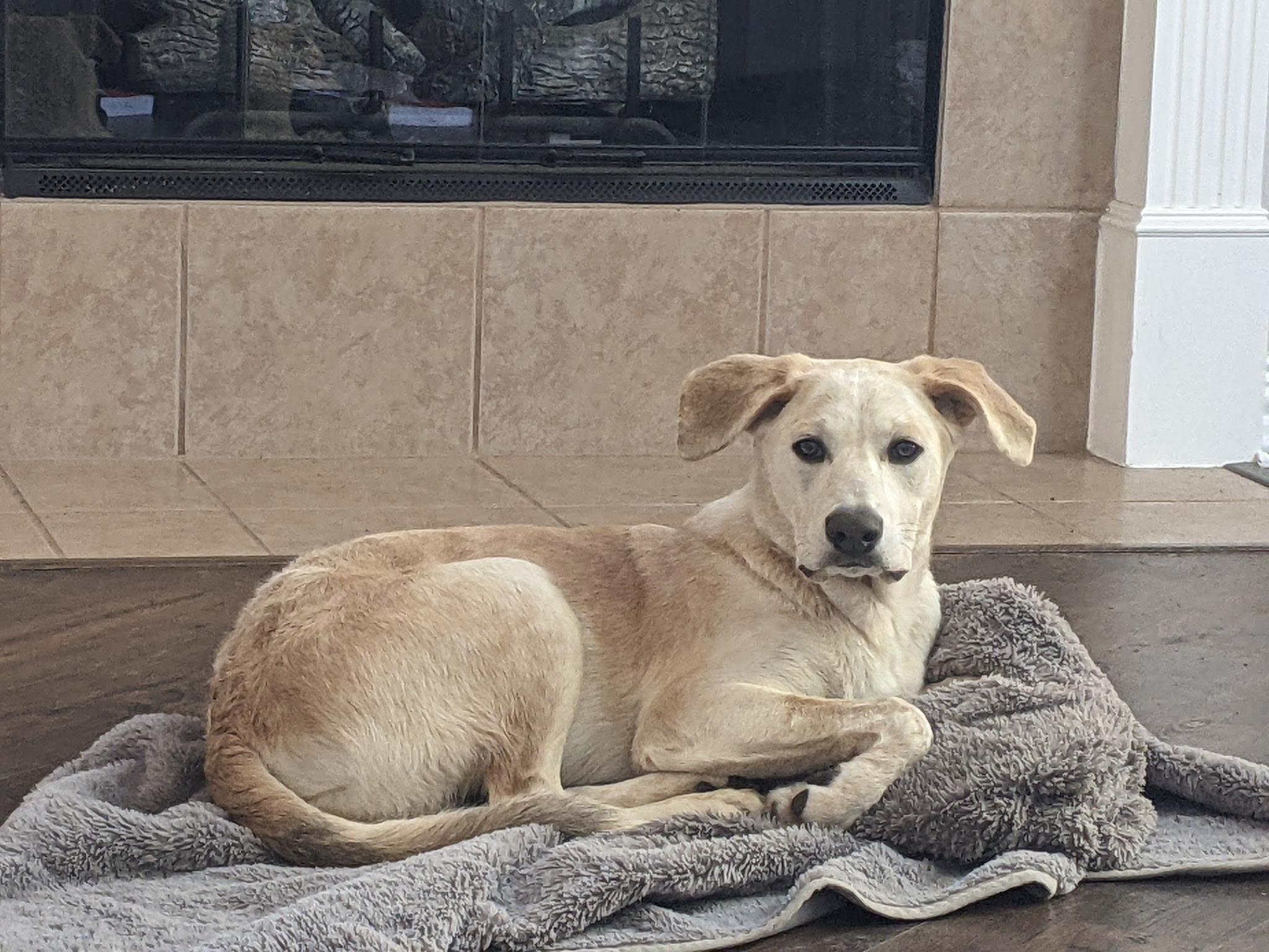 Cooper , Adoptable, Young Male Labrador Retriever & Labrador Retriever.