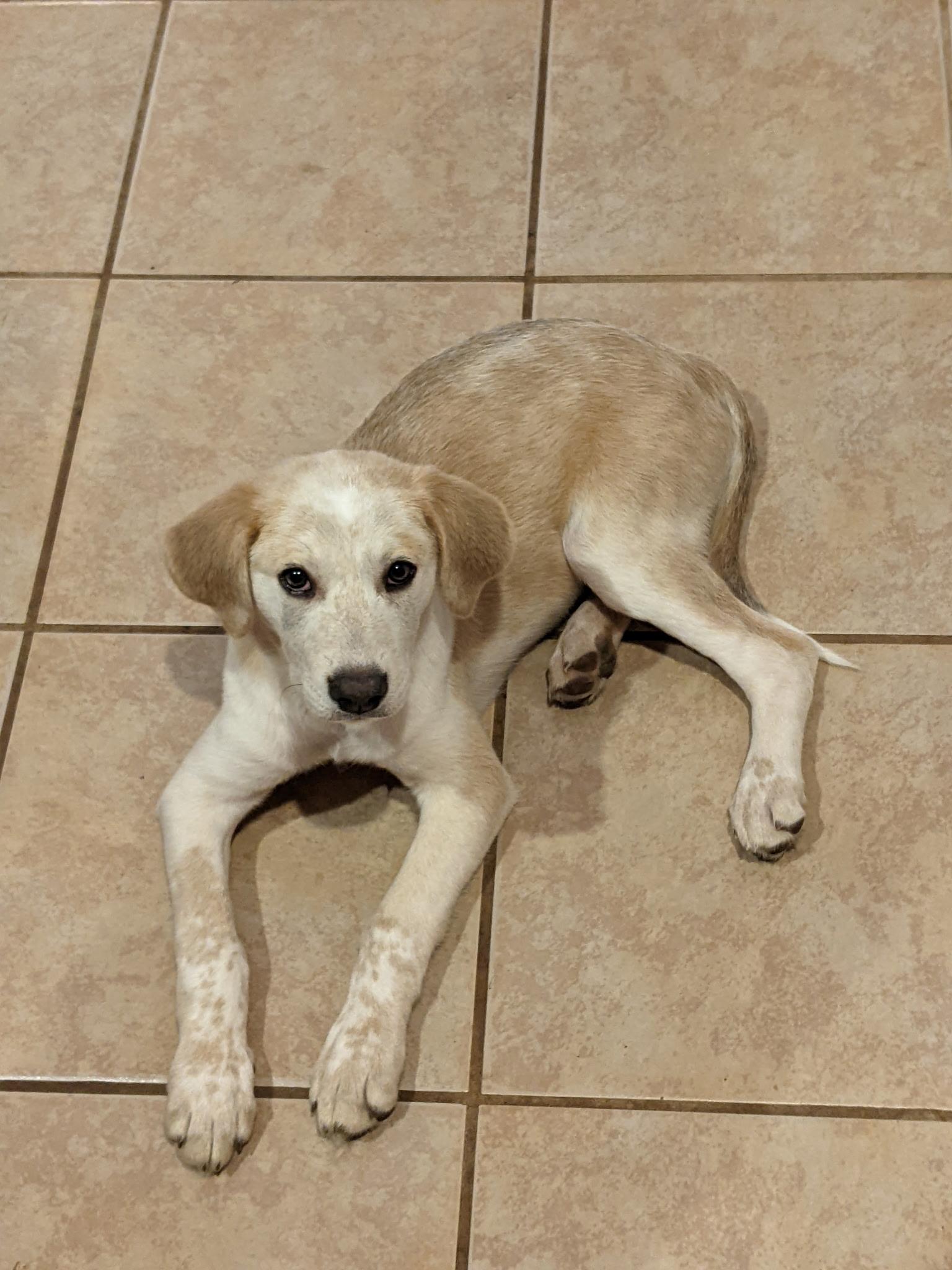 Cooper , Adoptable, Puppy Male Carolina Dog & Labrador Retriever.