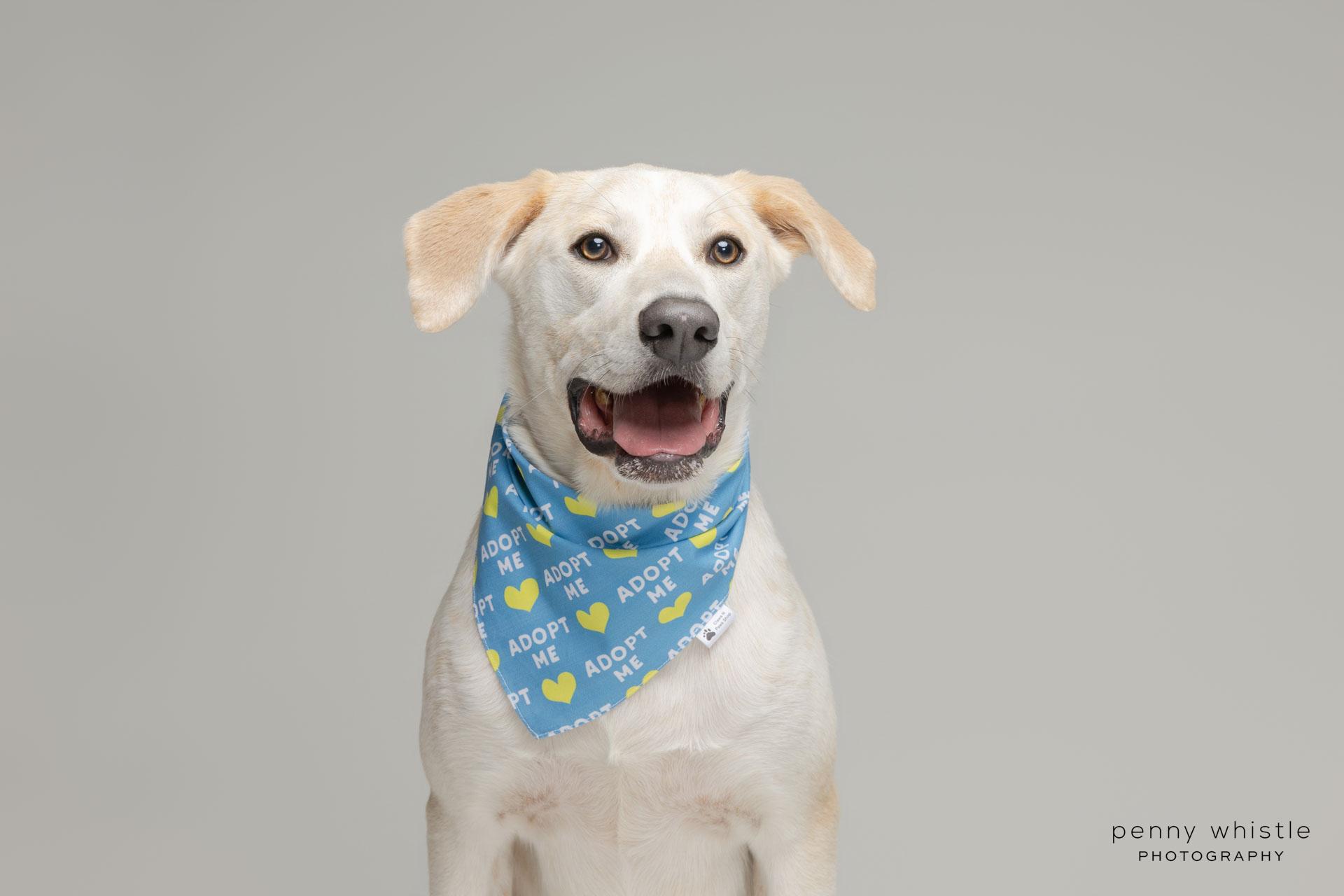 Cooper , Adoptable, Puppy Male Labrador Retriever & Labrador Retriever.