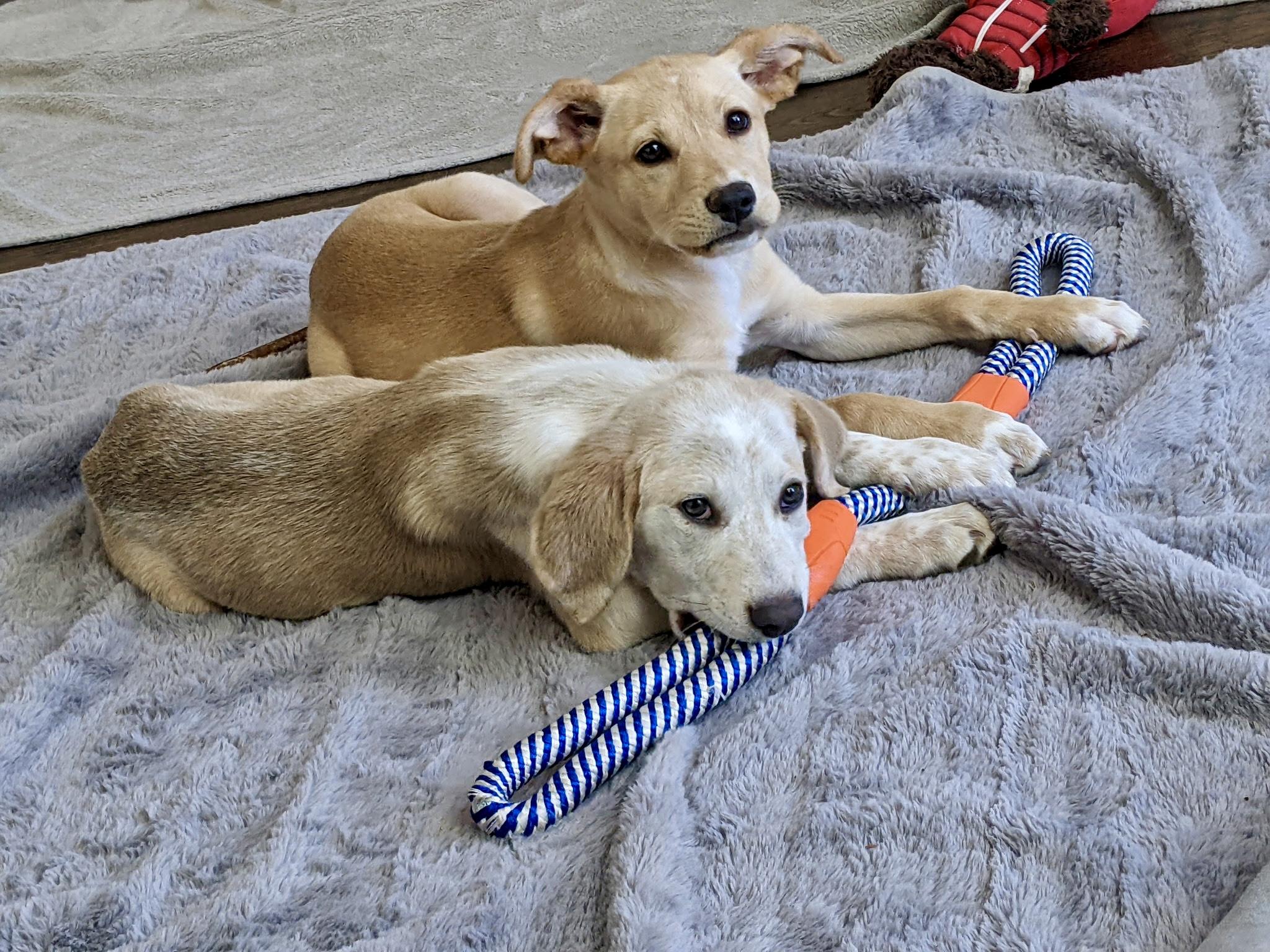 Enlarge Cooper , a Adoptable mixed breed in Coppell, TX image 5/5