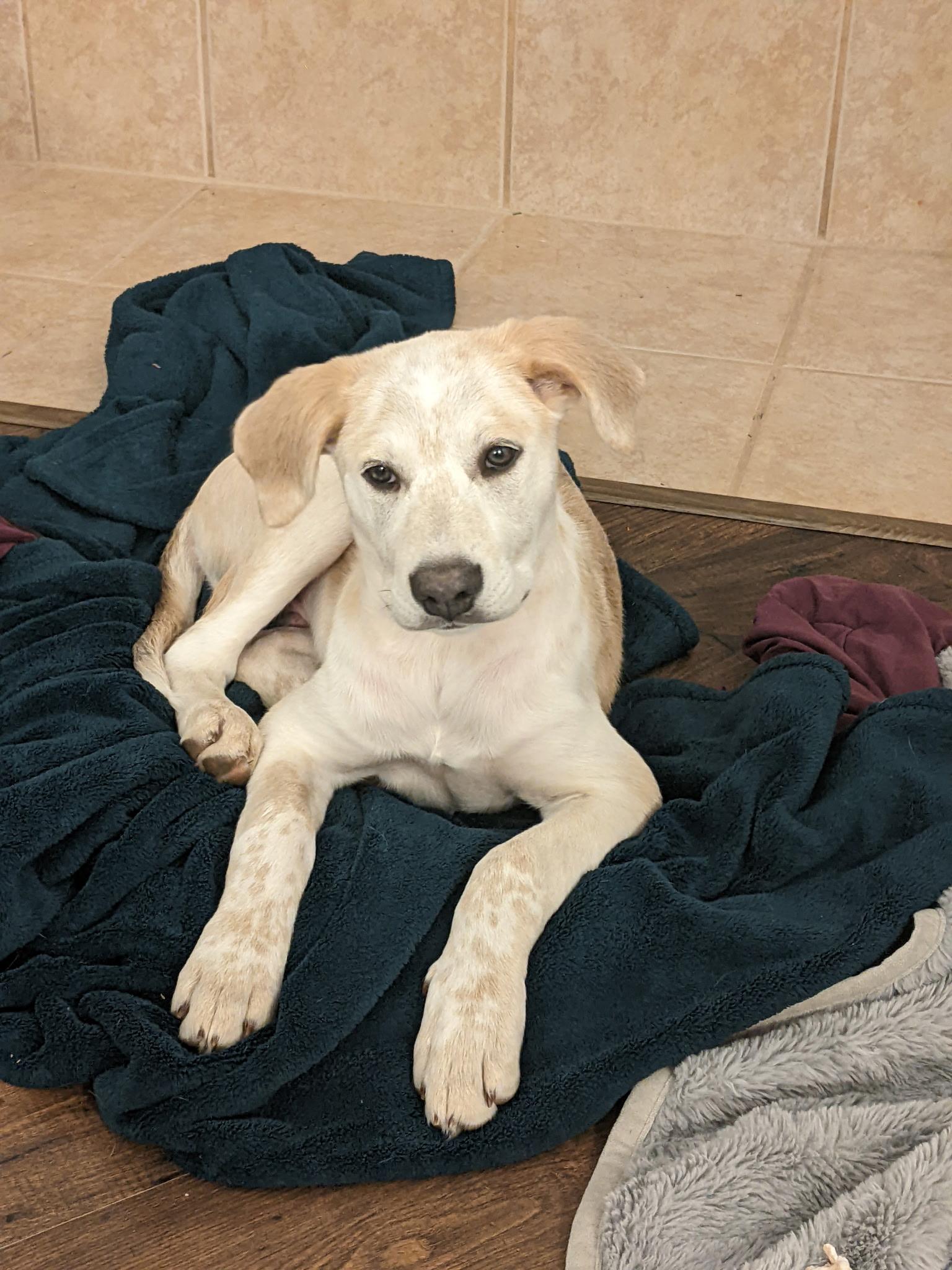 Enlarge Cooper , a Adoptable mixed breed in Coppell, TX image 1/5