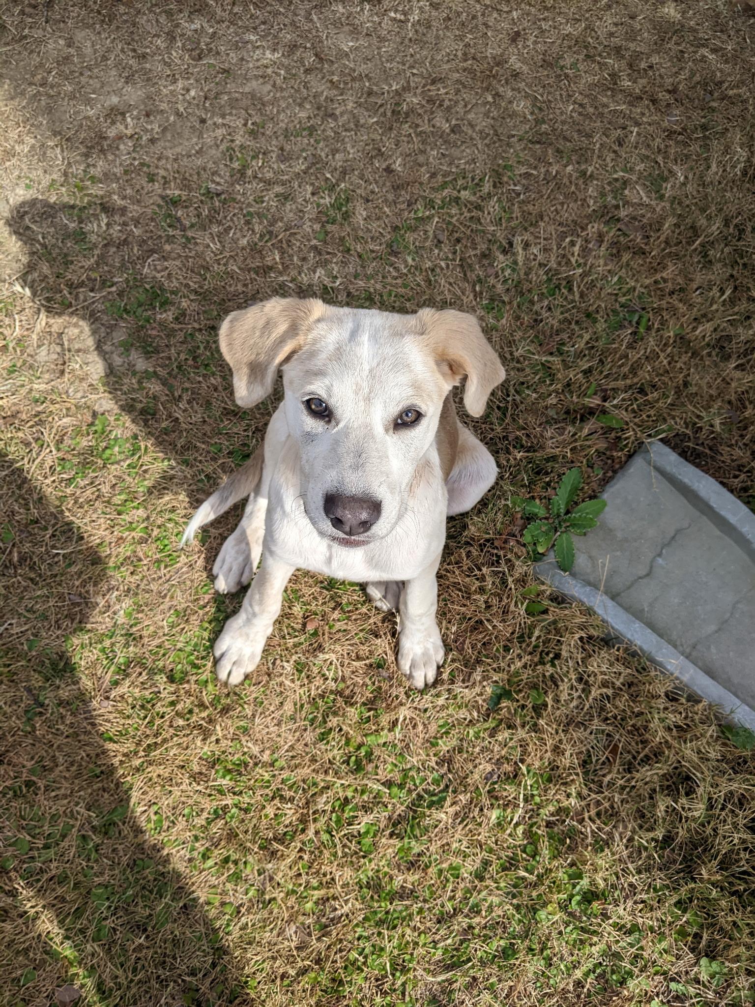 Enlarge Cooper , a Adoptable mixed breed in Coppell, TX image 2/5