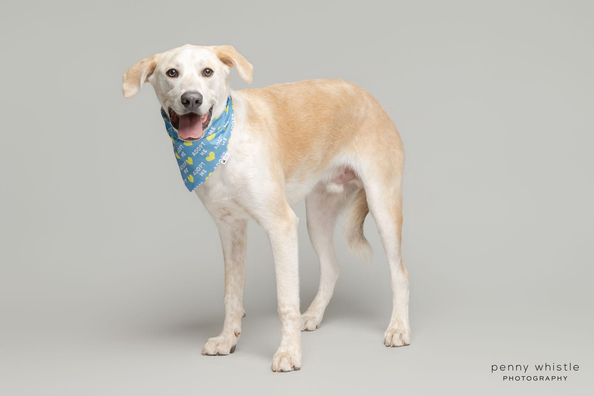 Cooper , a Adoptable mixed breed in Coppell, TX image 3/5