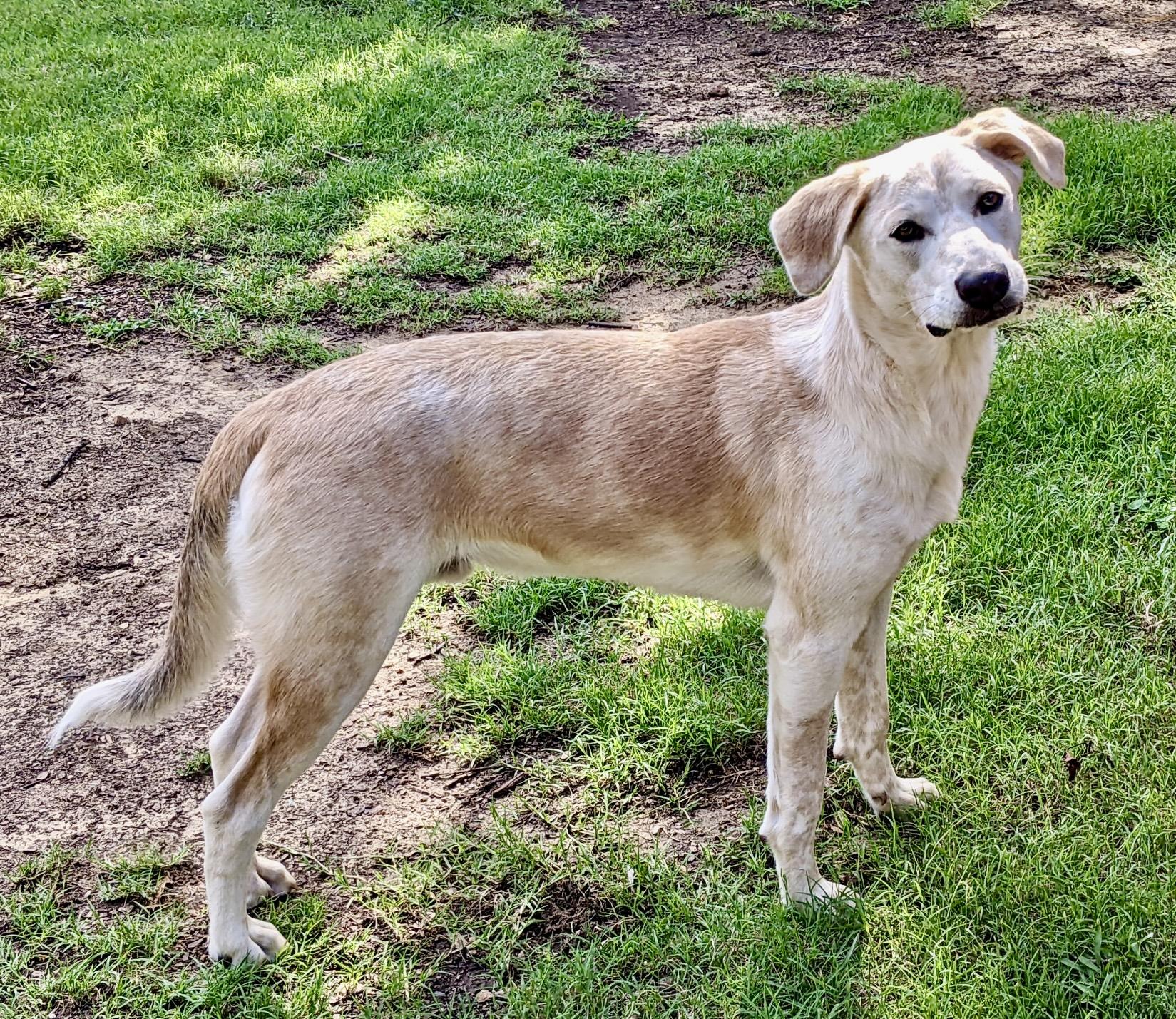 Cooper , a Adoptable mixed breed in Coppell, TX image 1/2