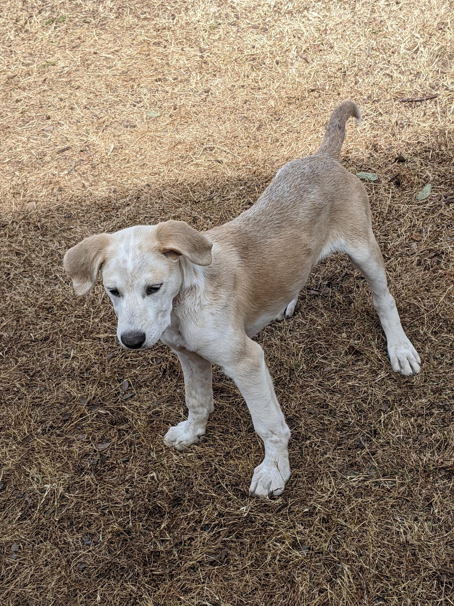 Enlarge Cooper , a Adoptable mixed breed in Coppell, TX image 3/5