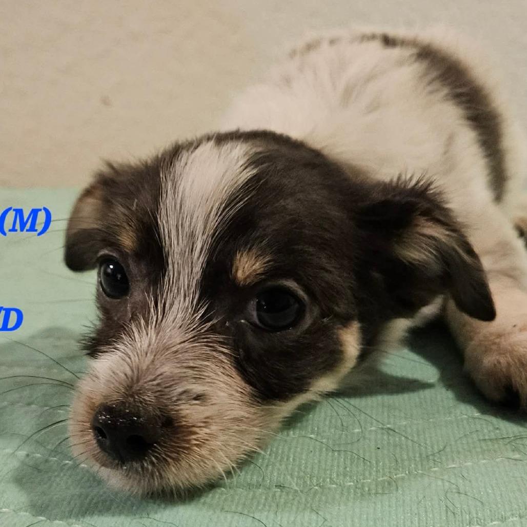 AVAILABLE 8/30 FOREIGNER, Adoptable, Puppy Male Miniature Dachshund & Chihuahua.