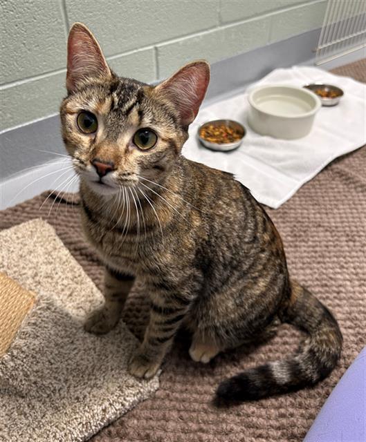 BEAN SPROUT, Adoptable, Adult Female Domestic Short Hair.