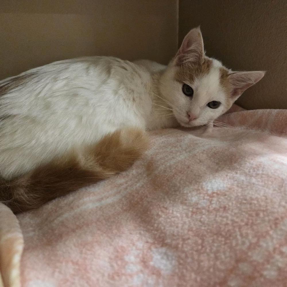 Lance, Adoptable, Kitten Male Domestic Short Hair.