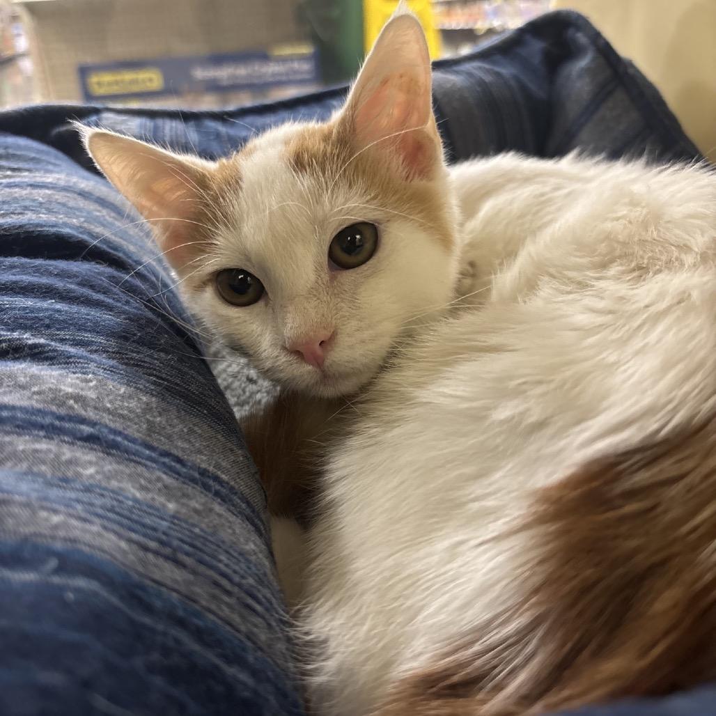 Enlarge Lance, a Adoptable Domestic Short Hair in Hemet, CA image 2/3