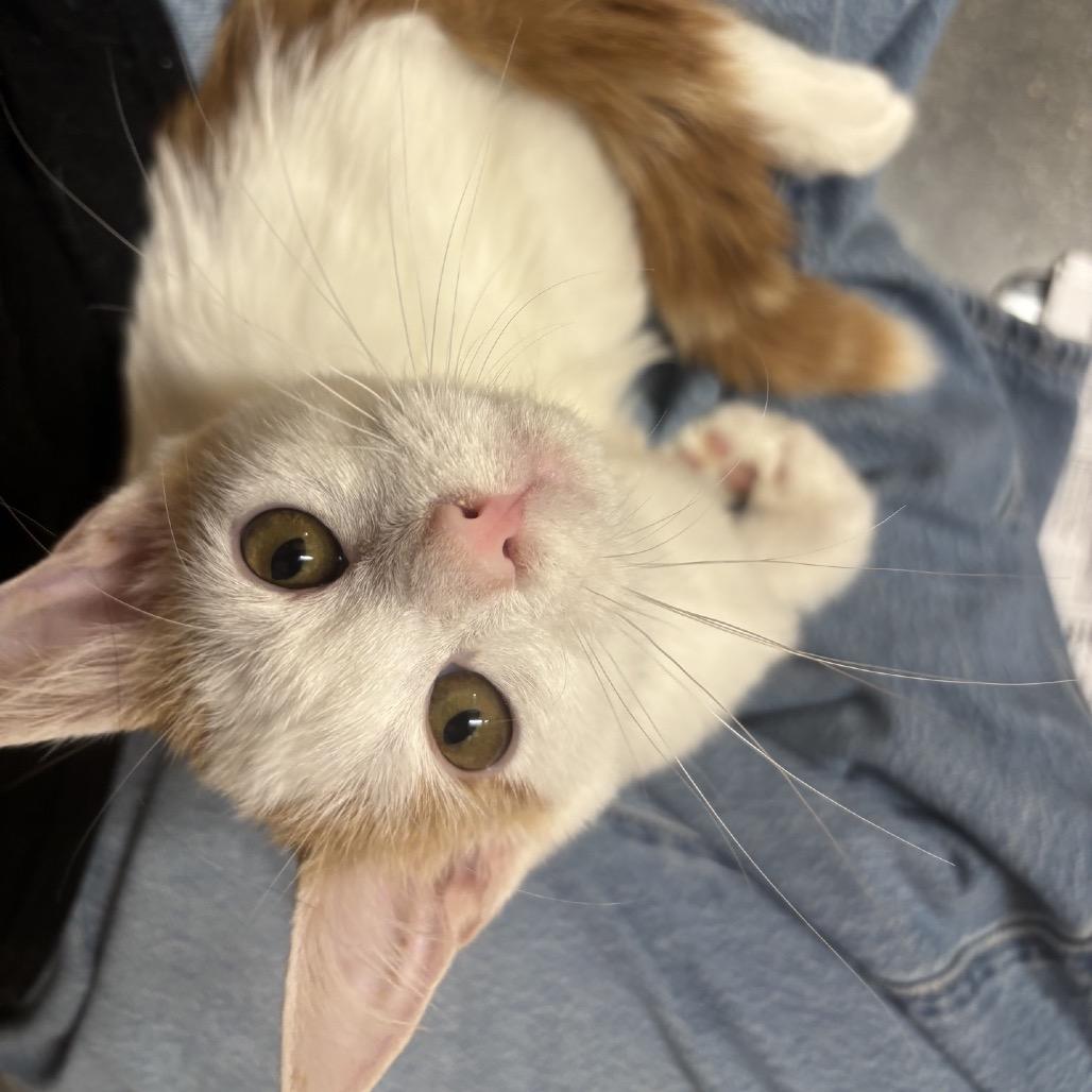 Enlarge Lance, a Adoptable Domestic Short Hair in Hemet, CA image 3/3