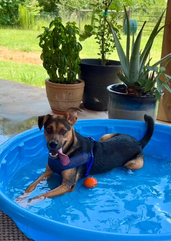 Wallaby, Adoptable, Puppy Male Australian Cattle Dog / Blue Heeler.