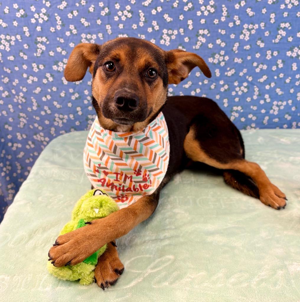 Wallaby, Adoptable, Puppy Male Australian Cattle Dog / Blue Heeler.