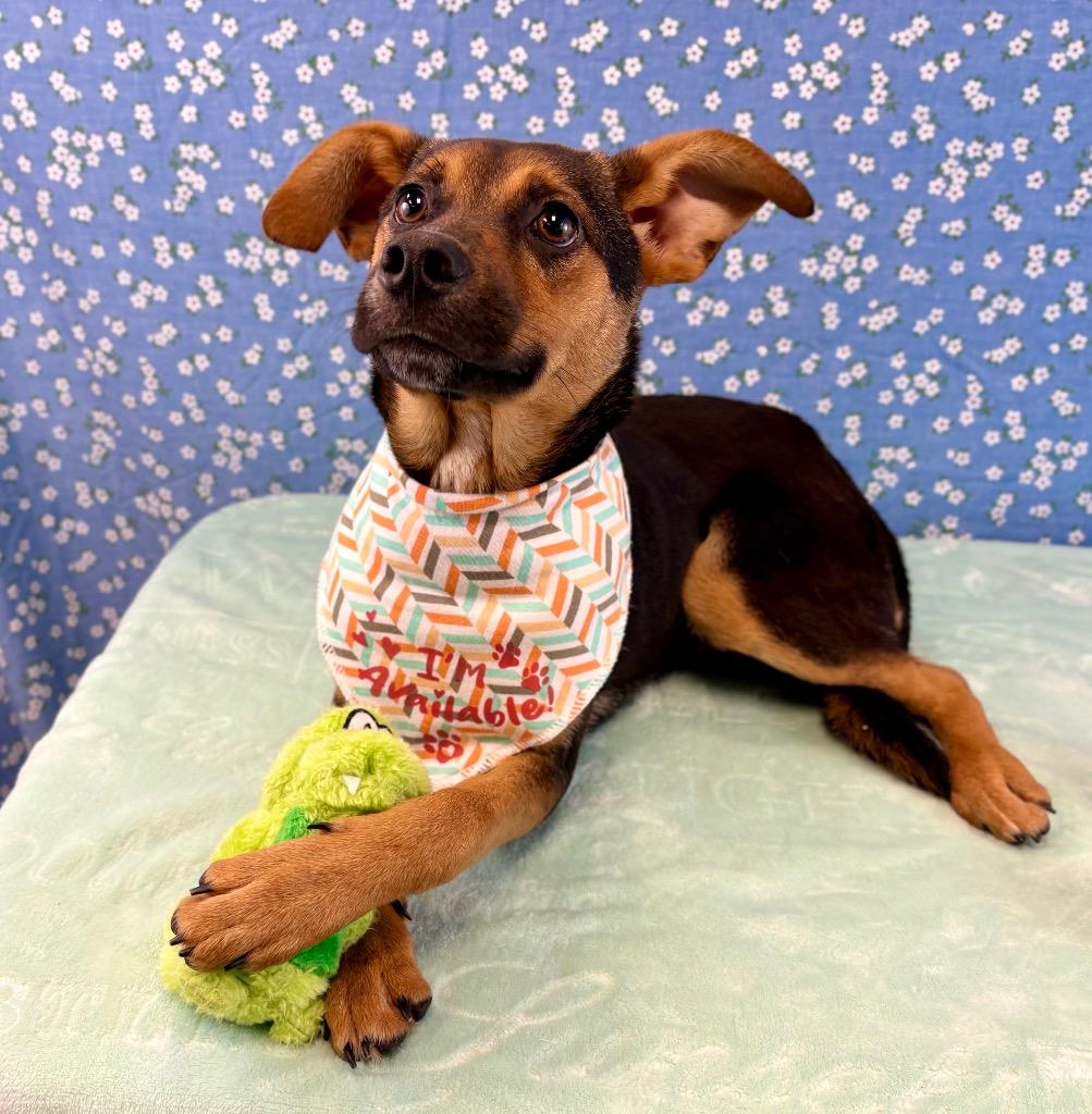 Wallaby, a Adoptable mixed breed in Nacogdoches, TX image 2/4