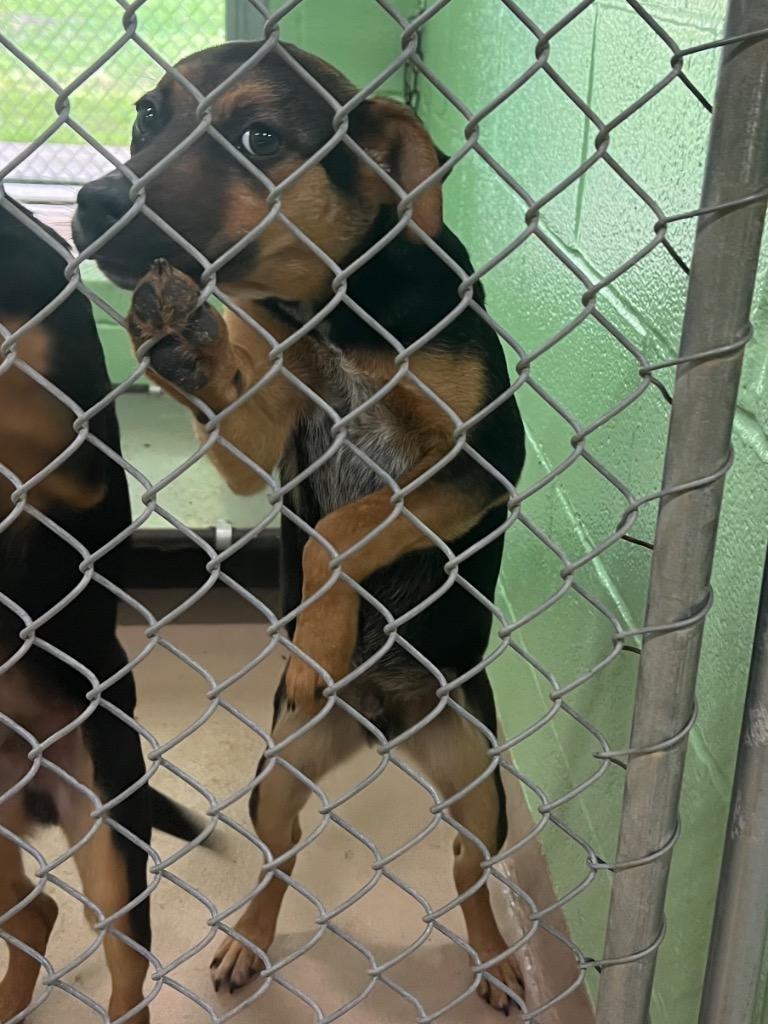 Enlarge Wallaby, a Adoptable mixed breed in Nacogdoches, TX image 1/1