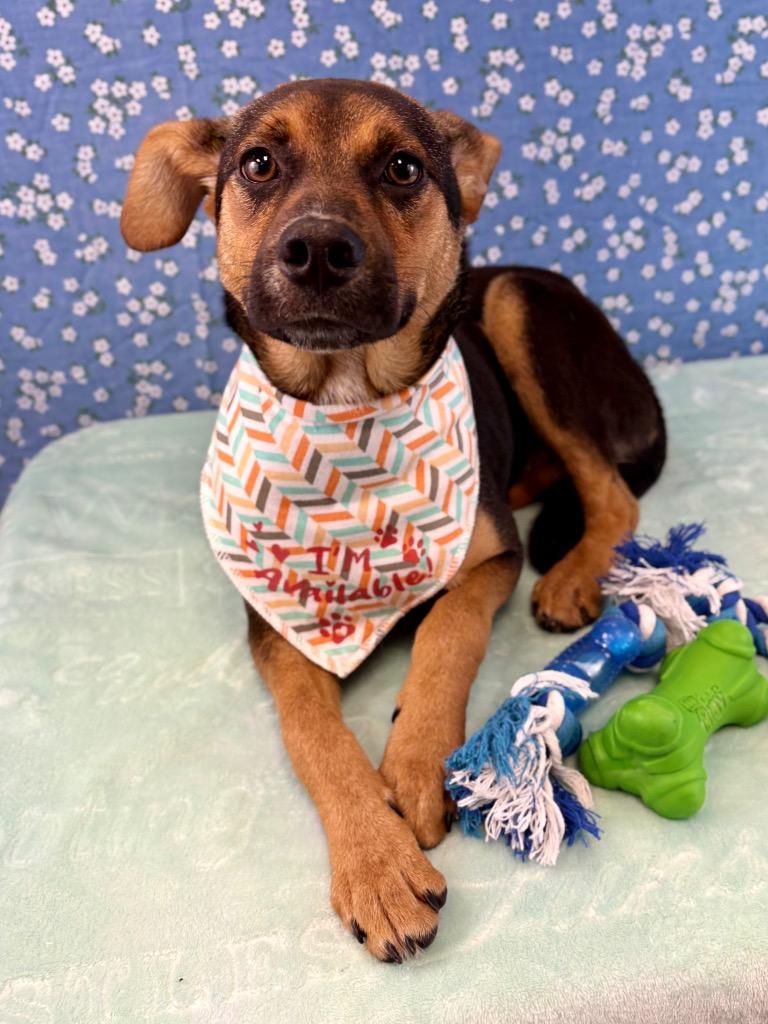 Wallaby, a Adoptable mixed breed in Nacogdoches, TX image 3/4
