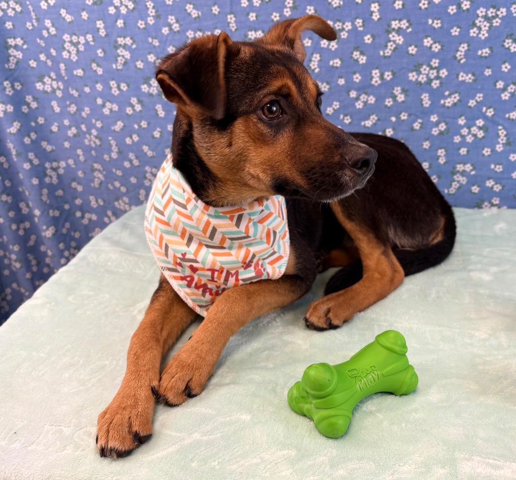 Wallaby, a Adoptable mixed breed in Nacogdoches, TX image 4/4