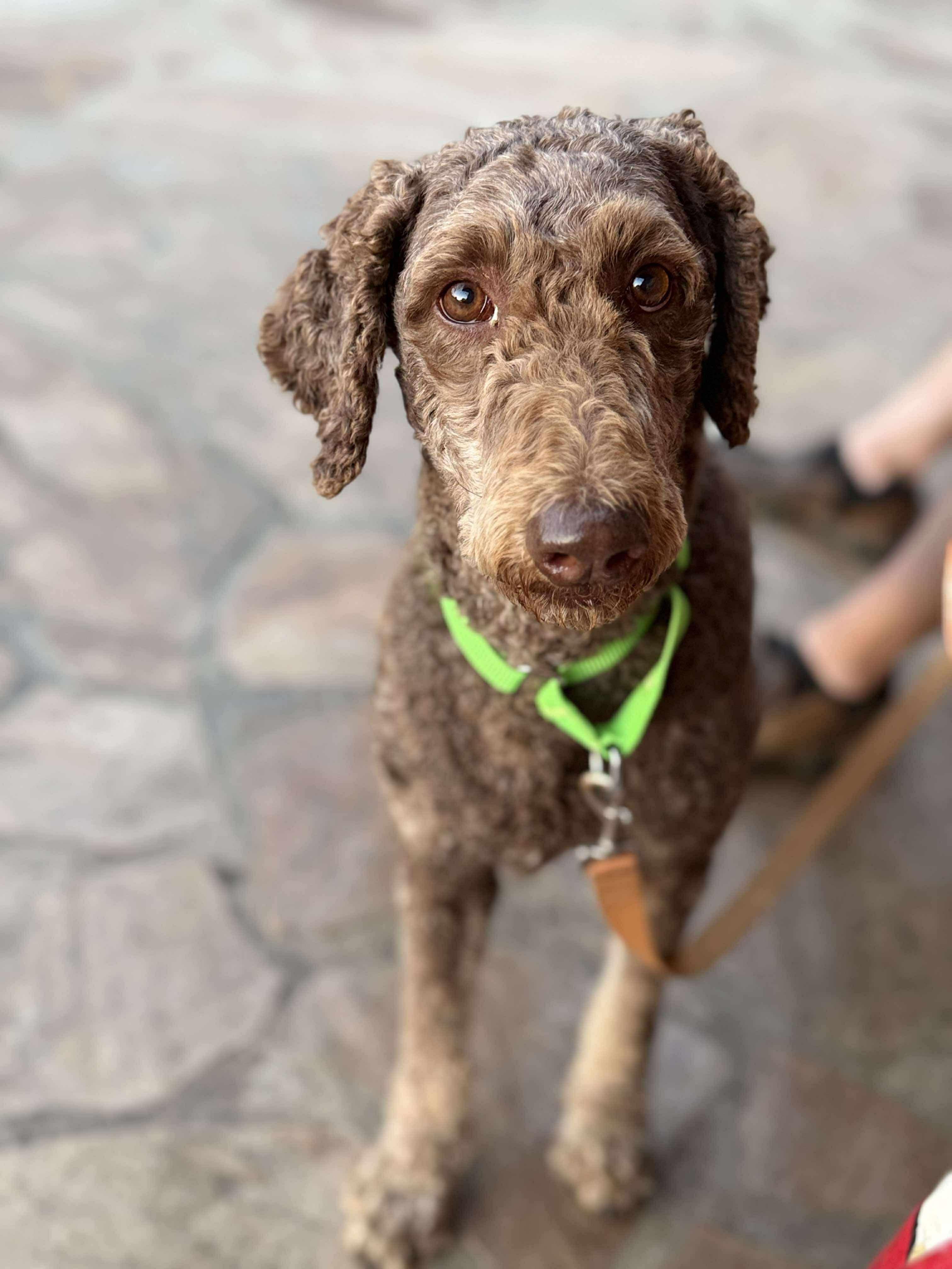 Wheaton in NH! Come Meet our Adoptable Dogs Wednesday-Saturday. More info in Bio!