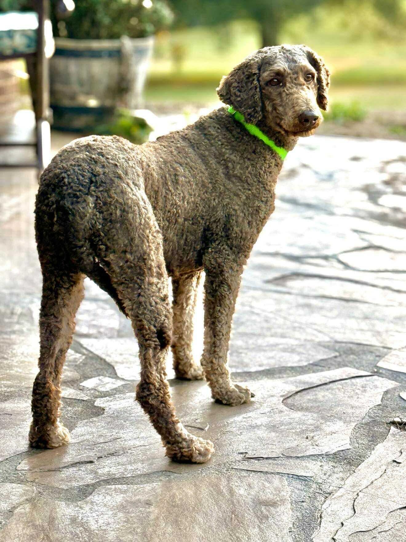 Wheaton in NH! Come Meet our Adoptable Dogs Wednesday-Saturday. More info in Bio!