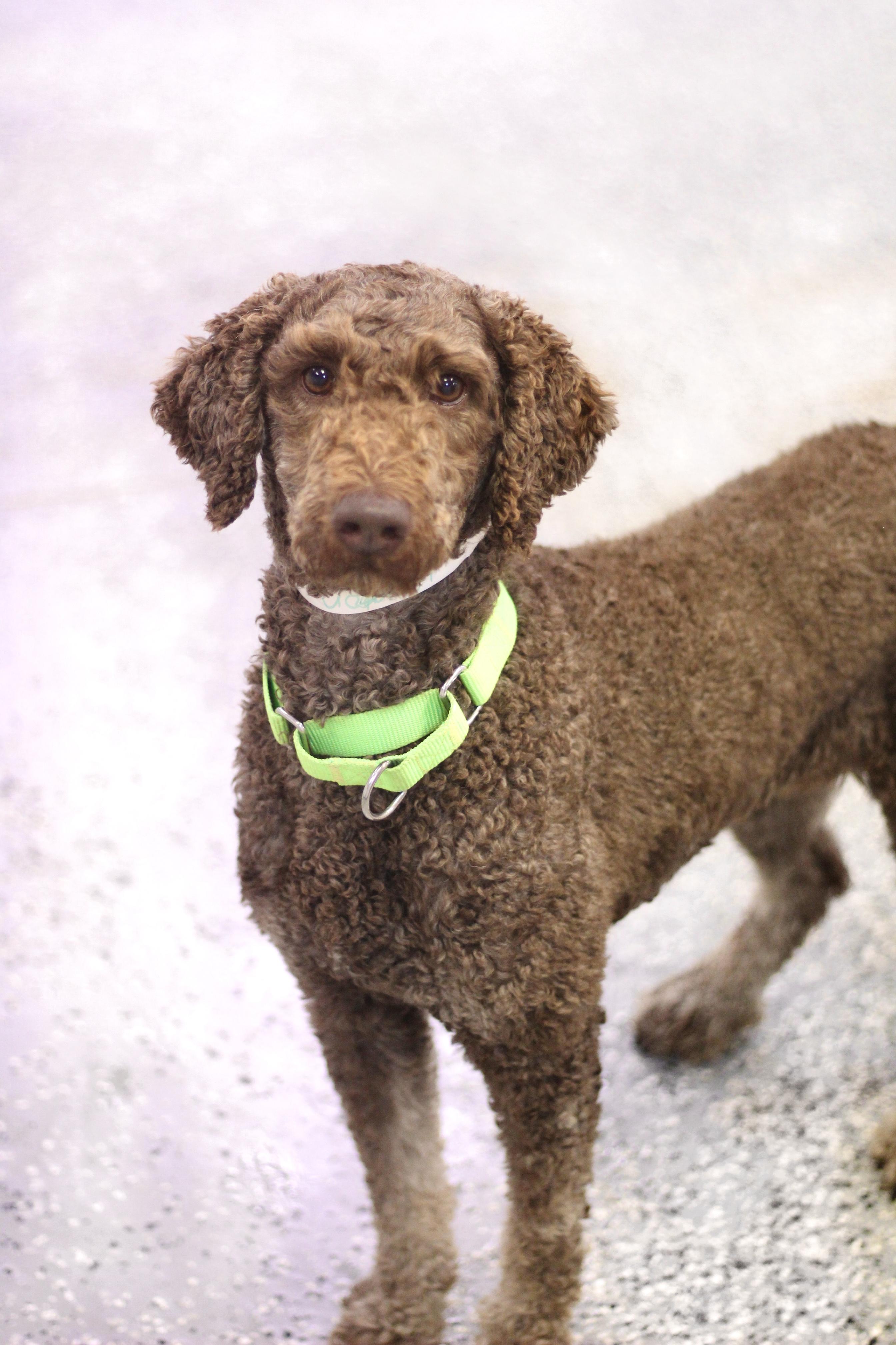 Wheaton in NH! Come Meet our Adoptable Dogs Wednesday-Saturday. More info in Bio!