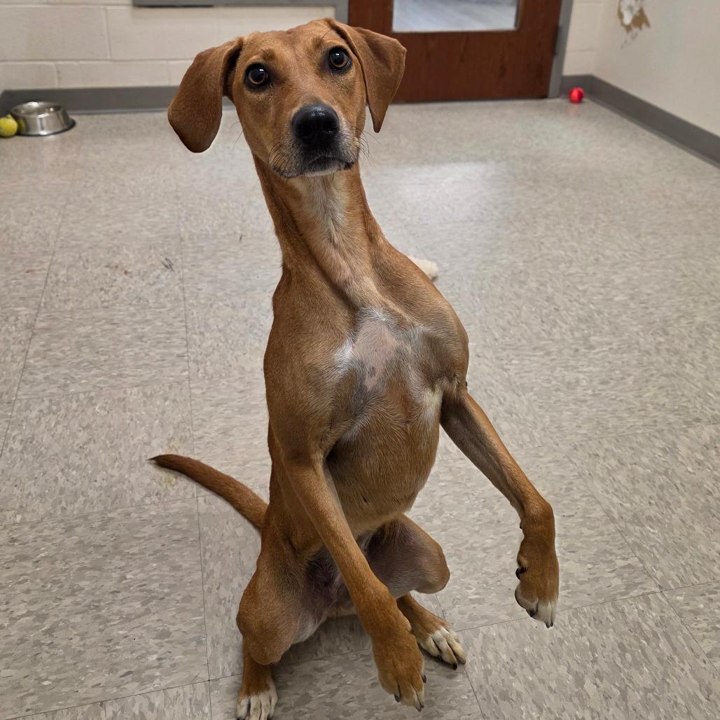 Enlarge Pearly Mae, a Adoptable mixed breed in Chatham, VA image 1/5