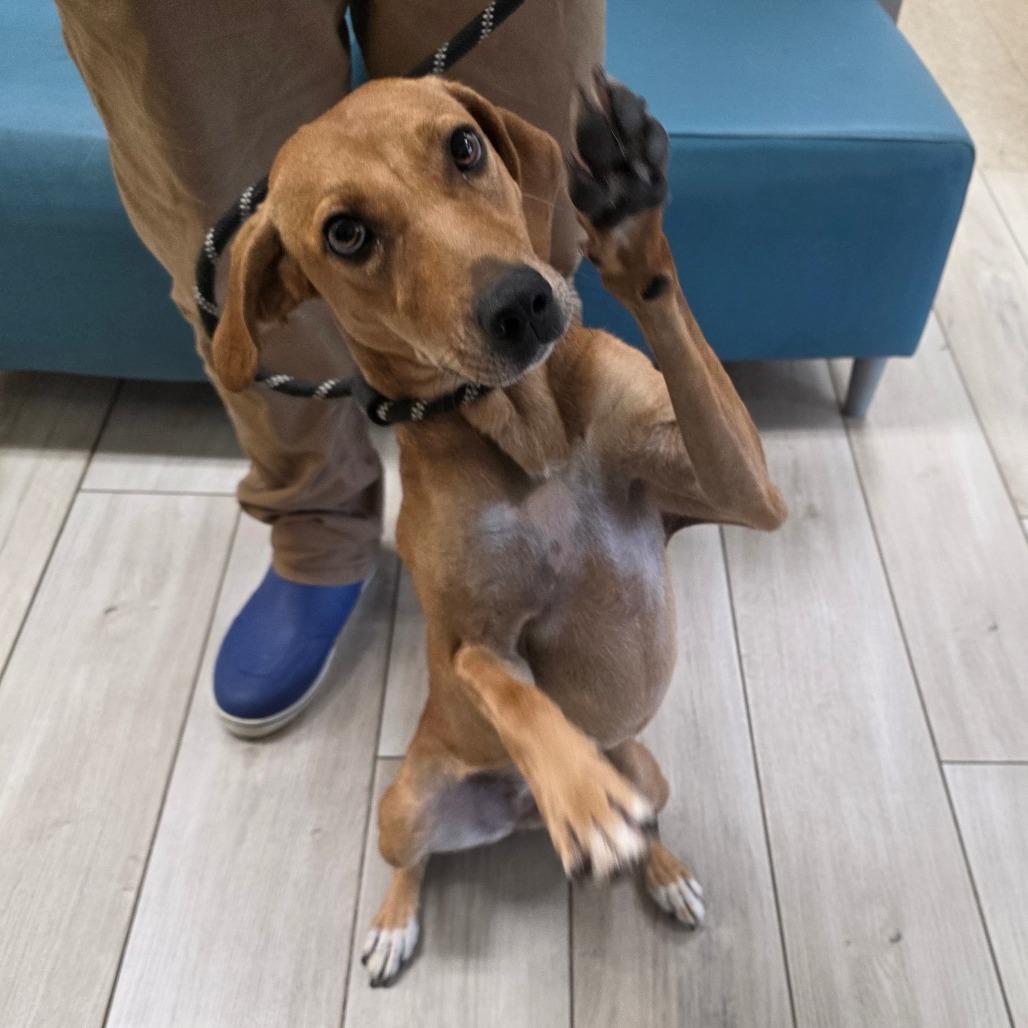Enlarge Pearly Mae, a Adoptable mixed breed in Chatham, VA image 2/5