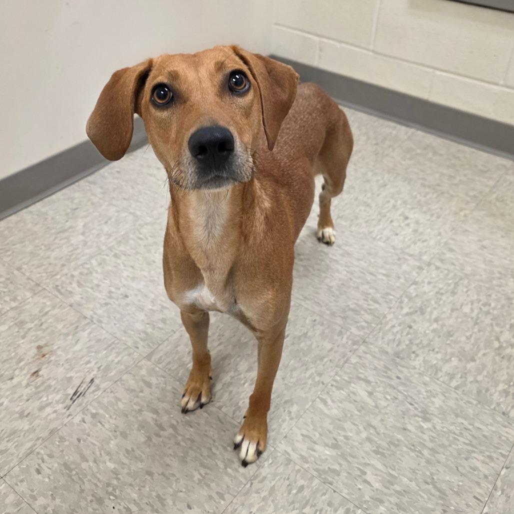 Enlarge Pearly Mae, a Adoptable mixed breed in Chatham, VA image 3/5