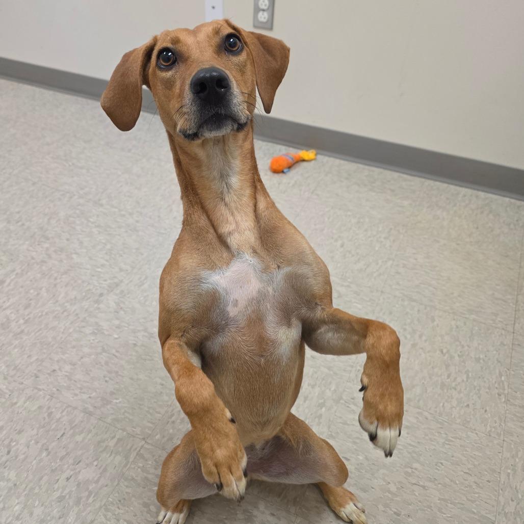 Enlarge Pearly Mae, a Adoptable mixed breed in Chatham, VA image 4/5