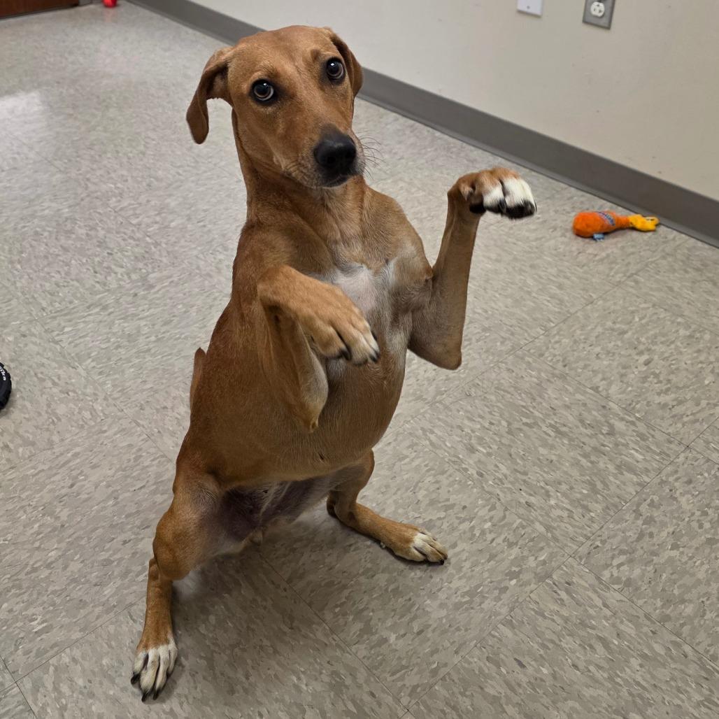 Enlarge Pearly Mae, a Adoptable mixed breed in Chatham, VA image 5/5