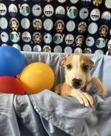 Domino 58897508 Mixed Breed Dog