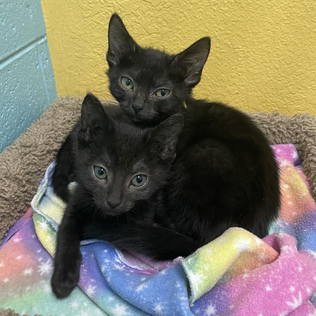 Faith and Hope, Adoptable, Kitten Female Domestic Short Hair.